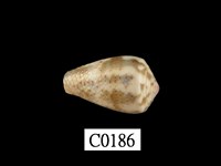 藏品(貓芋螺)的圖片